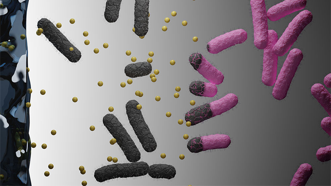 Illustration av antibiotika inkapslad i nanogeler och hydrogeler.