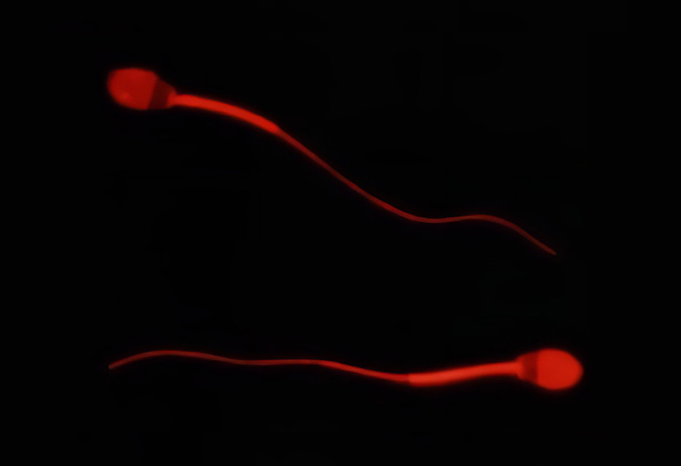 röda spermier på svart bakgrund