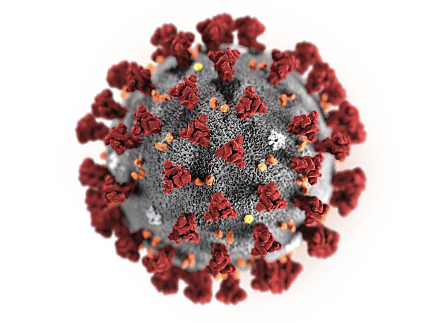 En illustration av coronaviruset. Det är format som en boll med ett antal röda taggar som sticker ut från bollen.