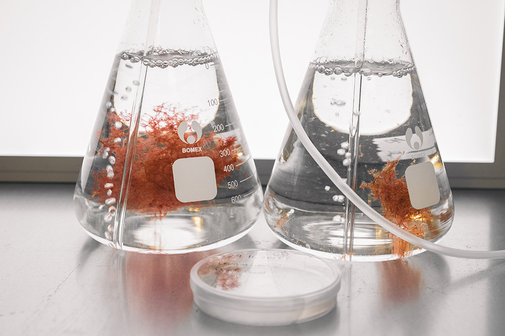 Two conical flasks and a petri dish containing a liquid where the red algae is suspended. In the foreground, a tube runs through the picture.