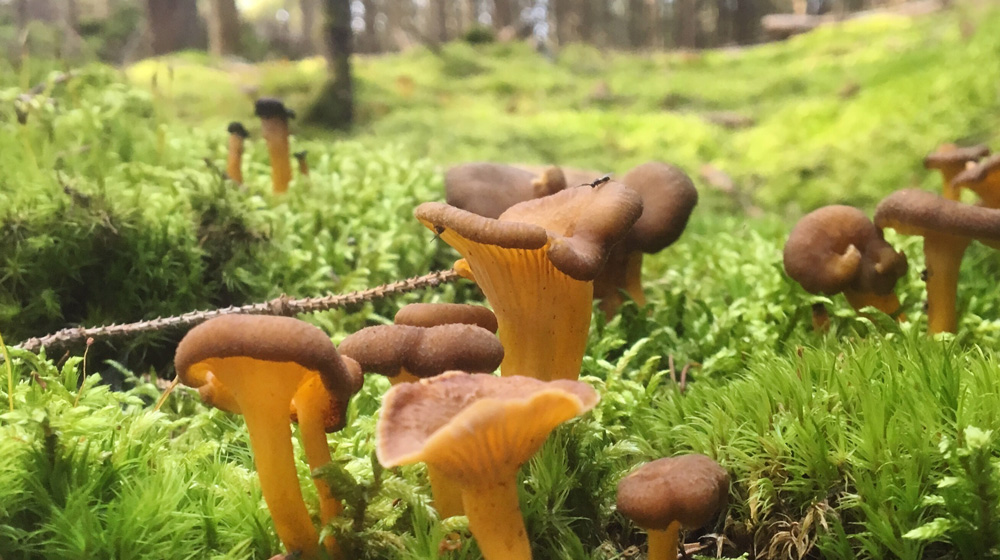 Finding new research areas – and mushrooms