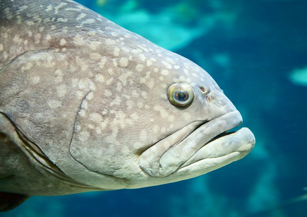 Mouth of the giant grouper in the deep blue water