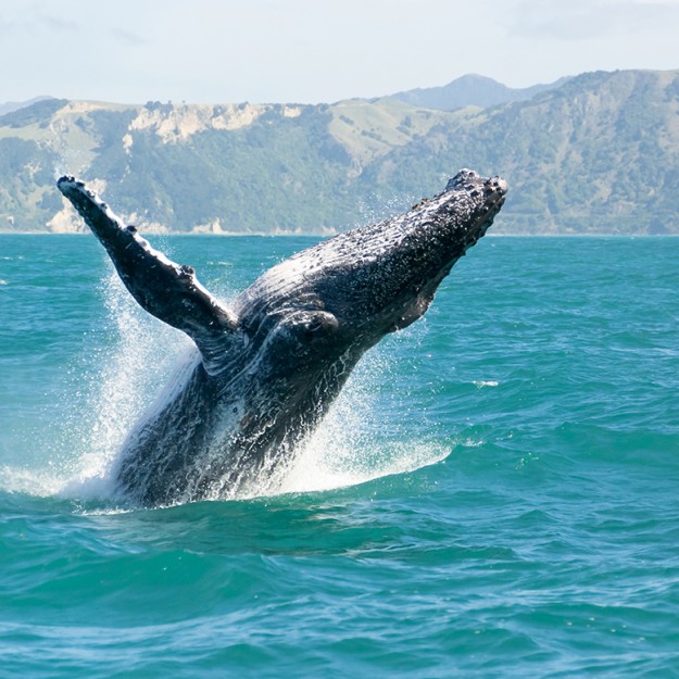 Massive humpback whale playing in water captured from Whale whatching boat. The marine giant is on its route from New Zealand to Australia