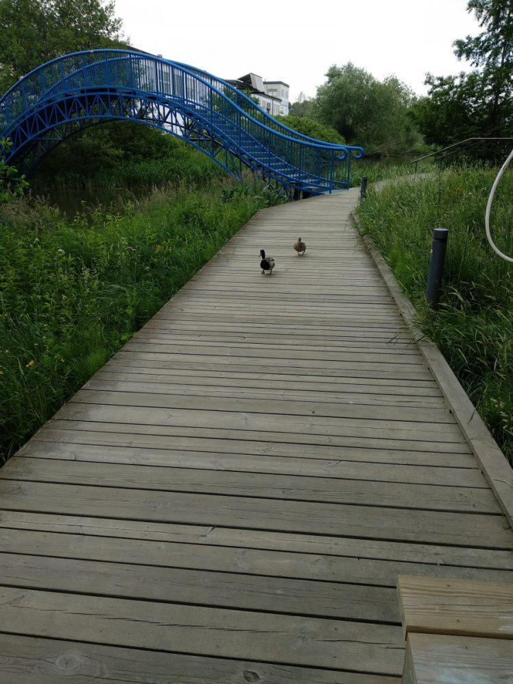 Two ducks walking on a wooden pier with lush grass growing on both sides