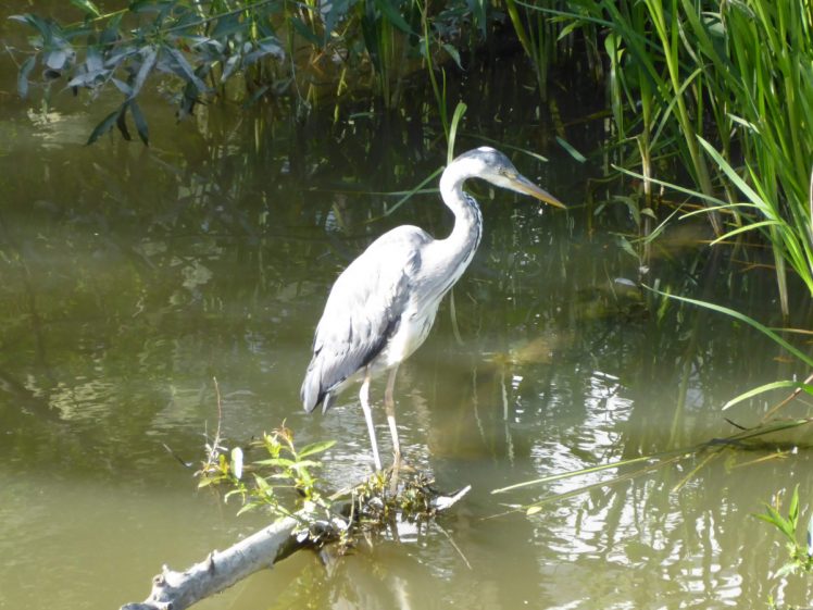 A heron standing on a branch submerged in water
