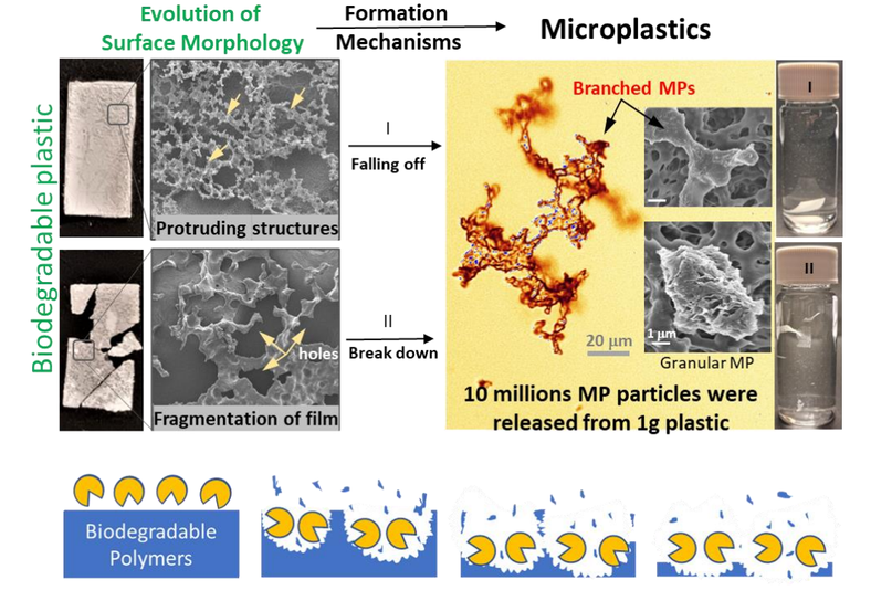 Microplastics from biodegradable plastics