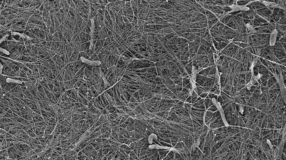 An SEM image showing the fibrillar network of a spruce cell wall.