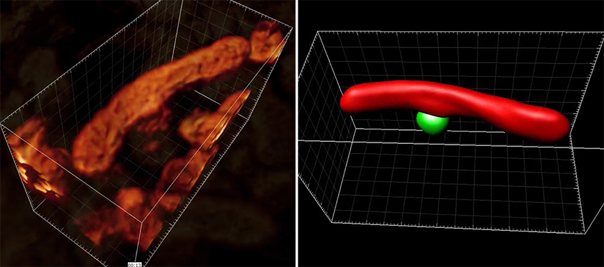 The researchers generated this 3D image of a living mitochondria from the hippocampal region 