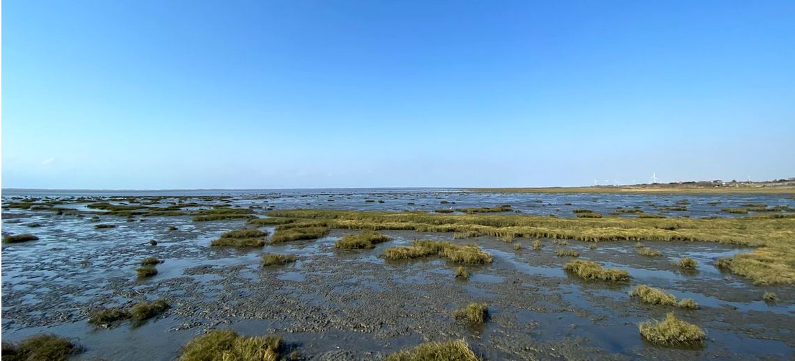 Wetlands