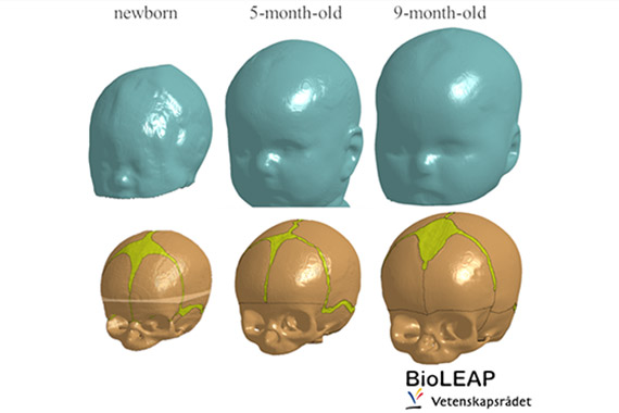 3D models of three heads and three skulls. 