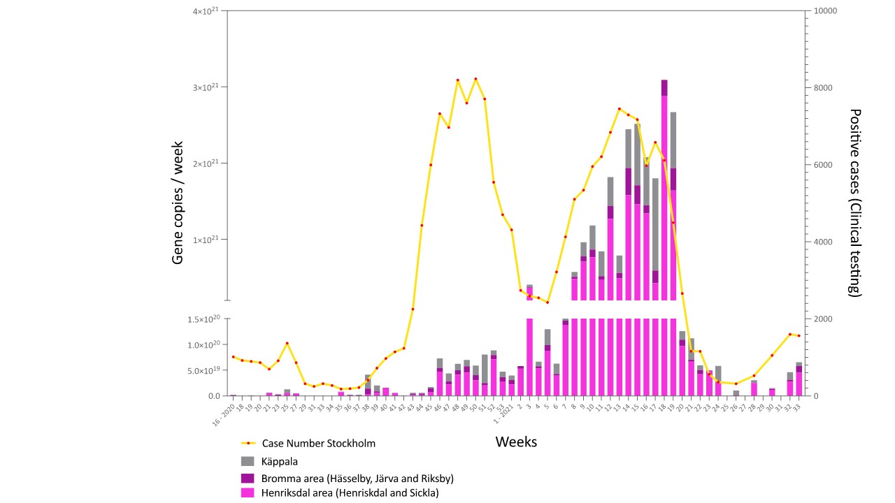 Gene copy number/week (raw wastewater) with bovine factor in Stockholm region up to week 33, 2021. 