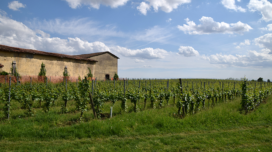 a vineyard in Italy with a farmhouse in the background.
