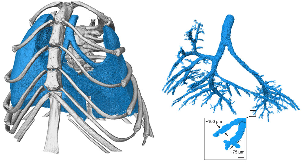 3D dimensional color representation of shape of mouse's lungs, encase in ribcage