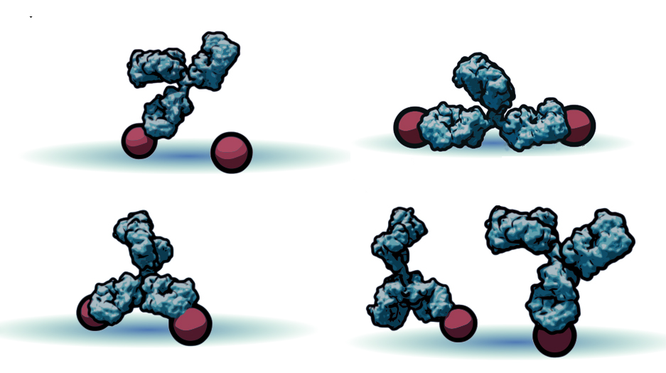 3D illustrations of Y-shaped antibodies planted on small discs that represent antigens