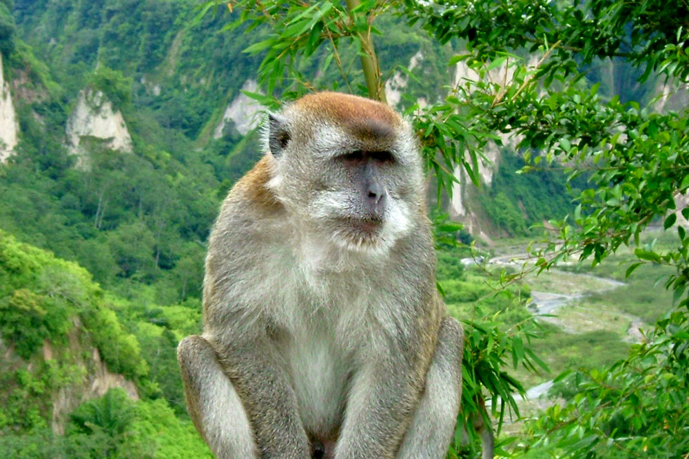 En makak, en hårig apa, som sitter i djungeln