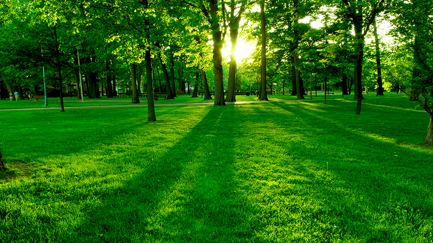 Sunlight through green forest