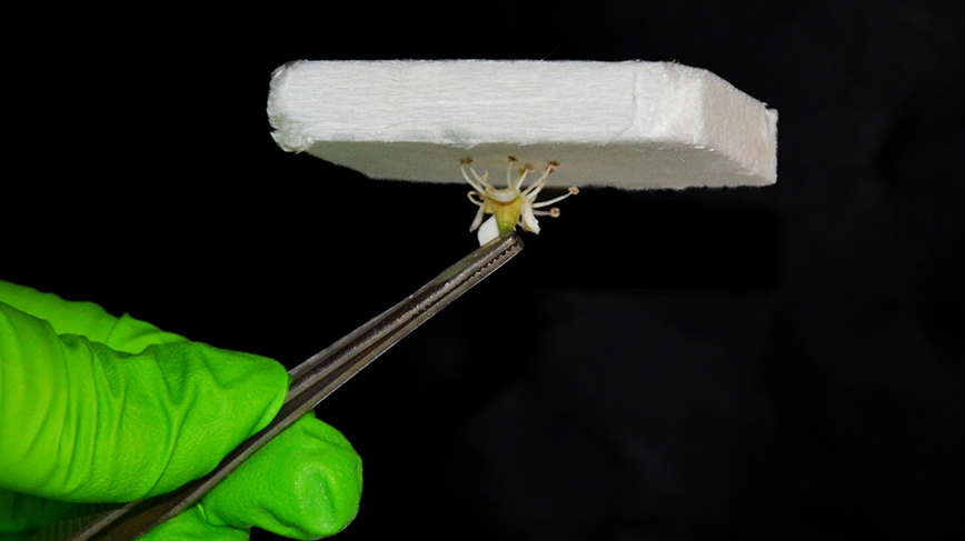 A block of aerogel sits atop a flower, held in place by tweezers
