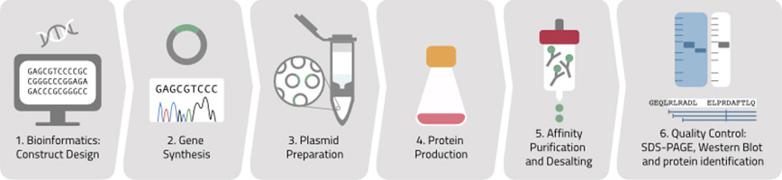 Flowchart of the protein production process at KTH.