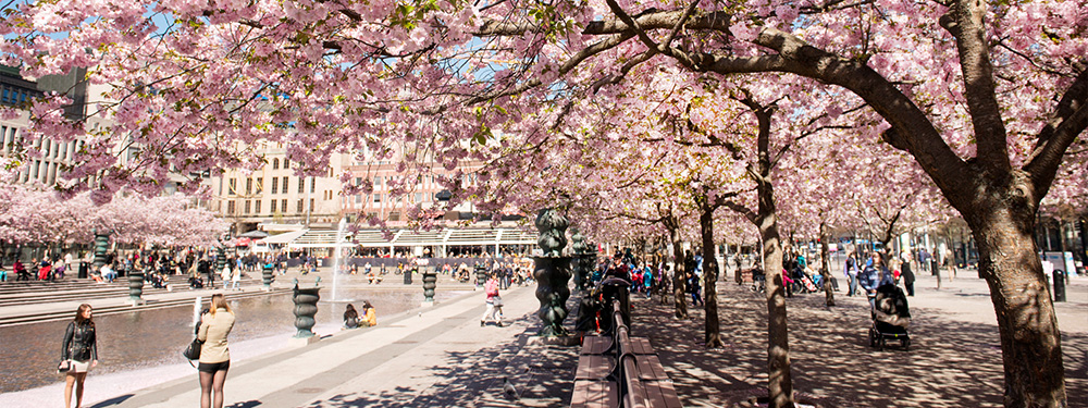 Cherry blossoms in Kungsträdgården during spring.