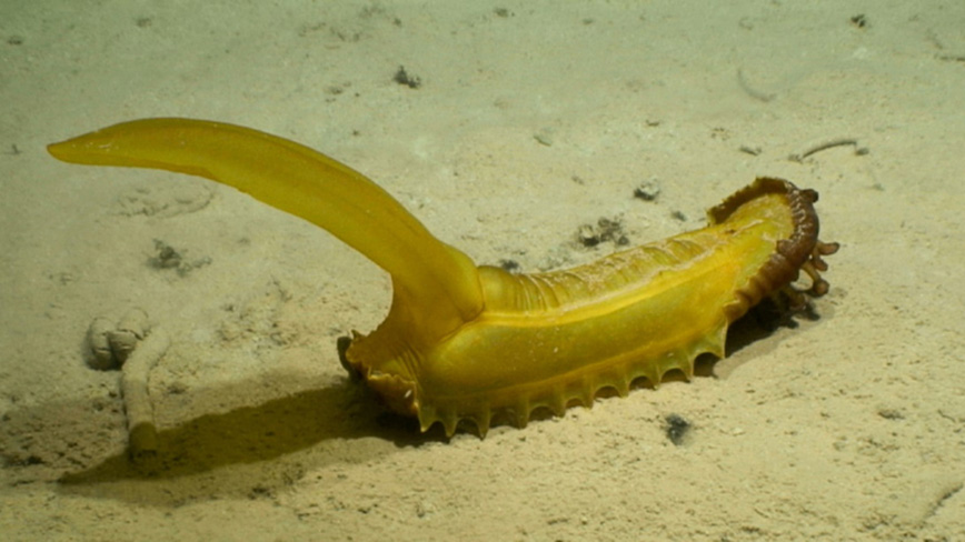 En gul sjögurka på havsbotten