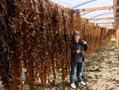 Man standing next to scaffold on which kelp is hanging to dry. 