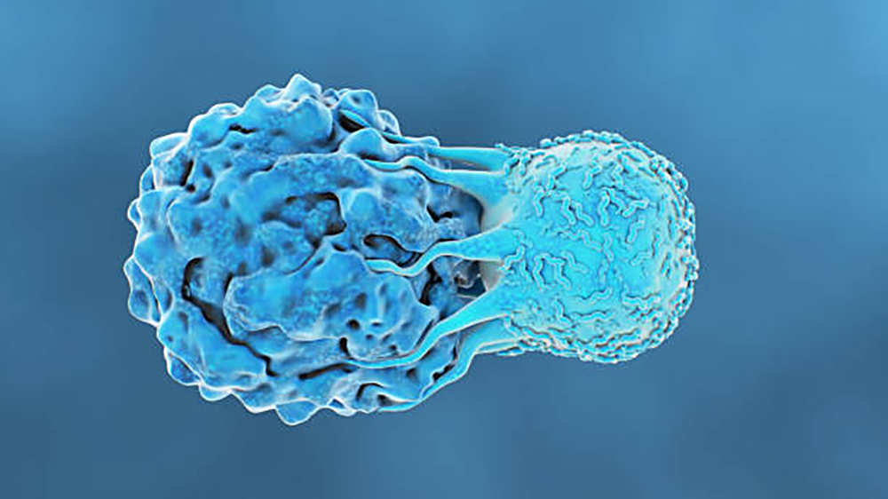 Illustration som visar hur två celler interagerar med varandra