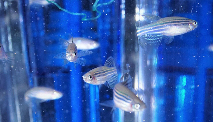 Zebrafish in a fish tank.