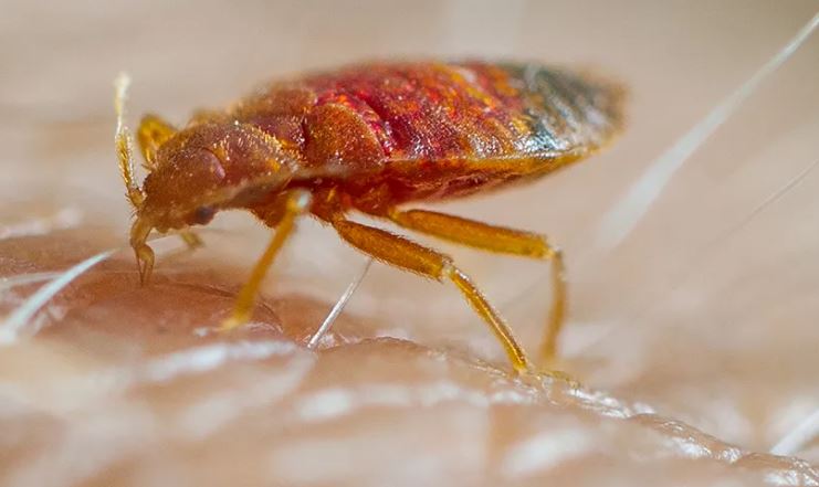 close up photo of a bedbug