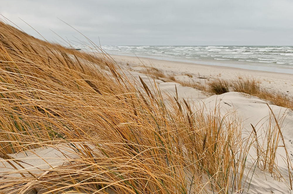 A sandy beach with water and reeds