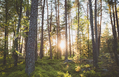 Skog av träd med sol som lyser in mellan träden.