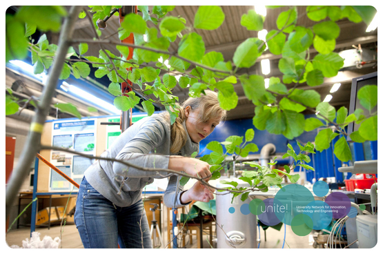 En forskare som arbetar på en gren med gröna blad