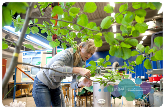 A researcher working with a branch full of green leaves