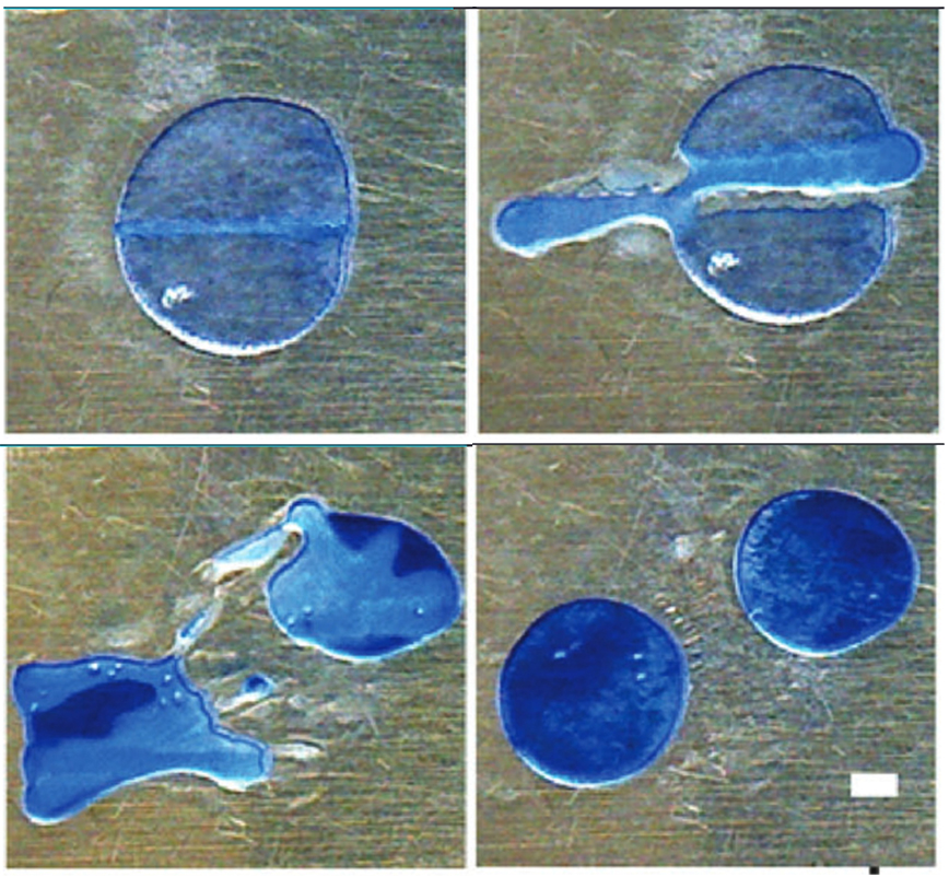 Four panels showing a circular blob in transformation from a single piece to two circular blobs.