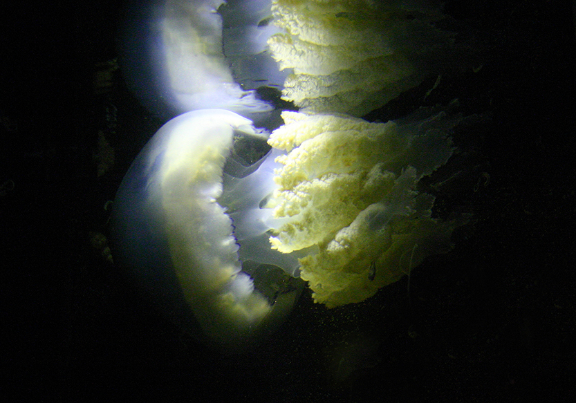A lung jellyfish