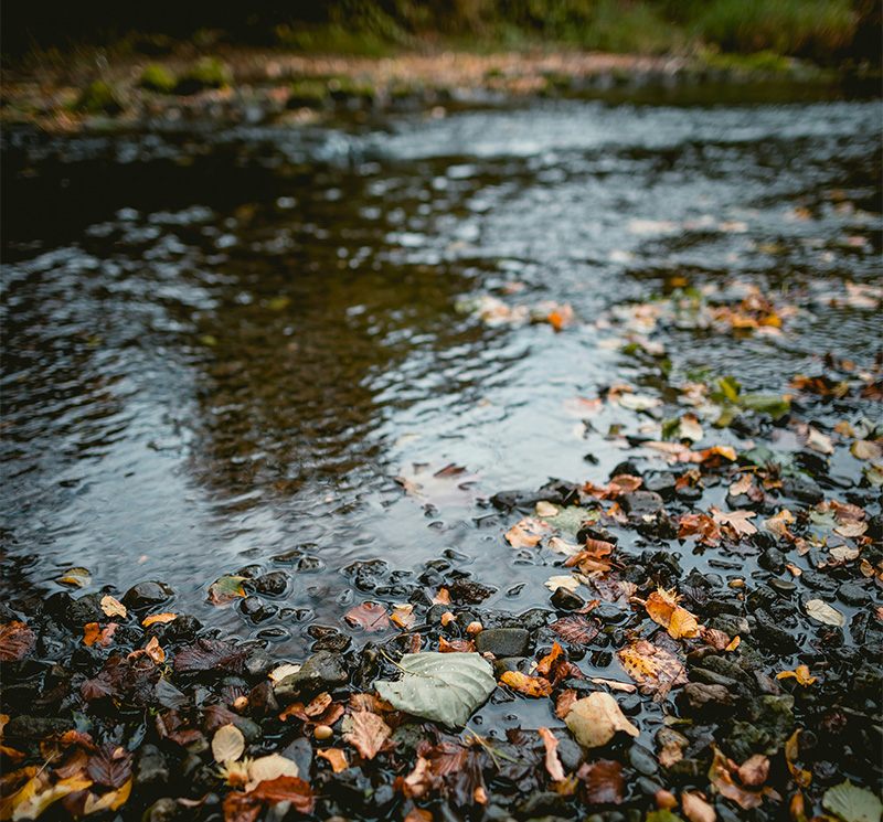 water with leaves