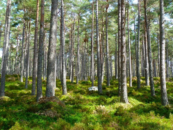 a moss-covered forest