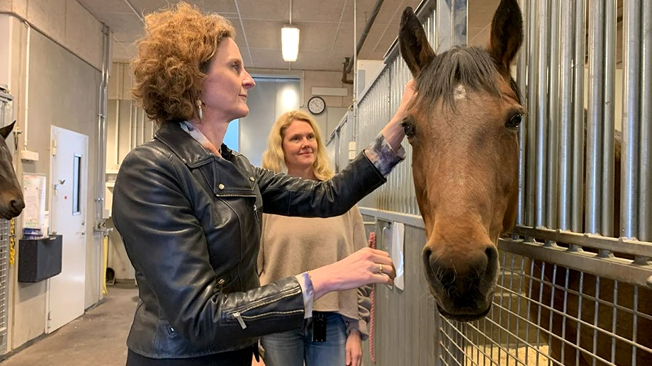 AI helps decode horse body language for better veterinary care | KTH