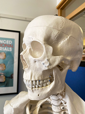 Närbild på ett kranium