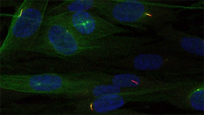 microscopic image of cells