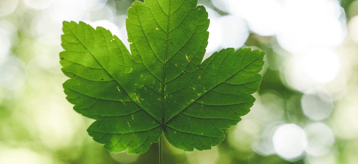 Environmental Impacts of Digitalisation 