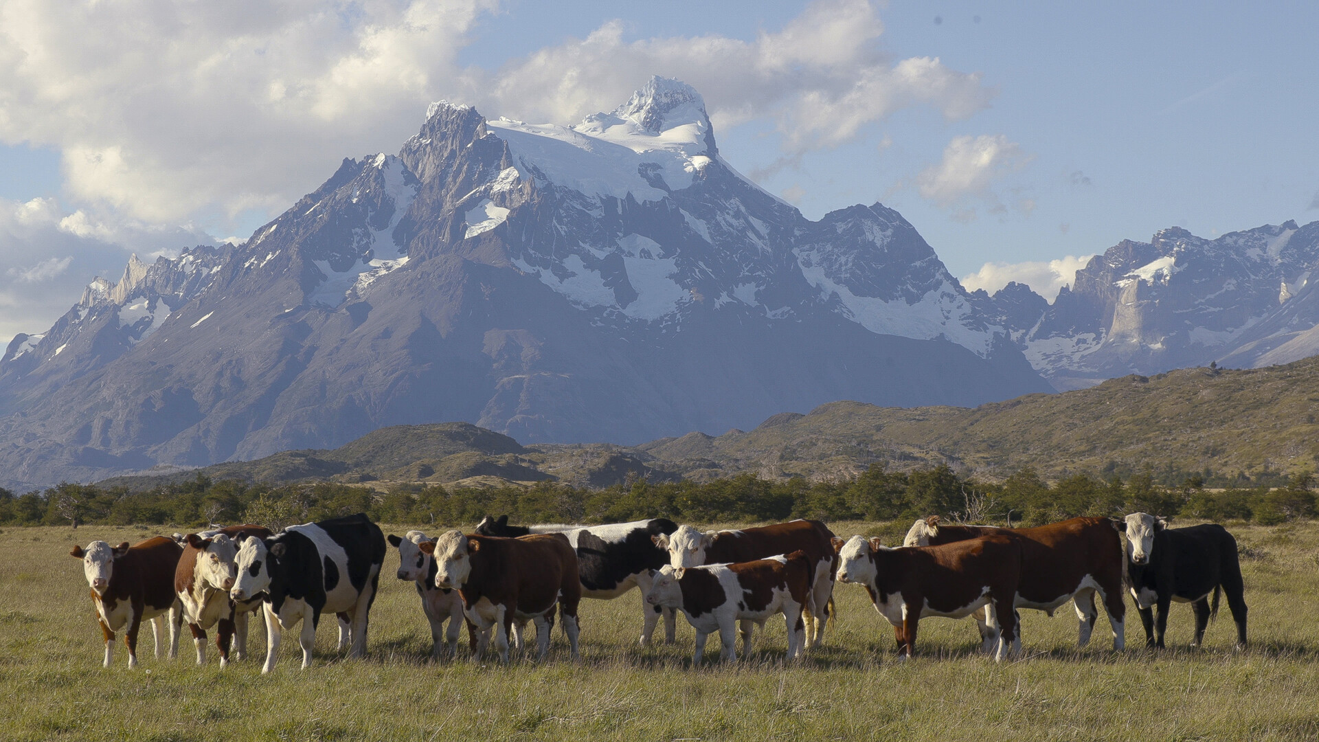 World Without Cows 