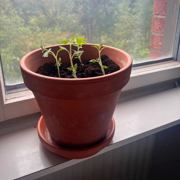 A plant on a windowsill.