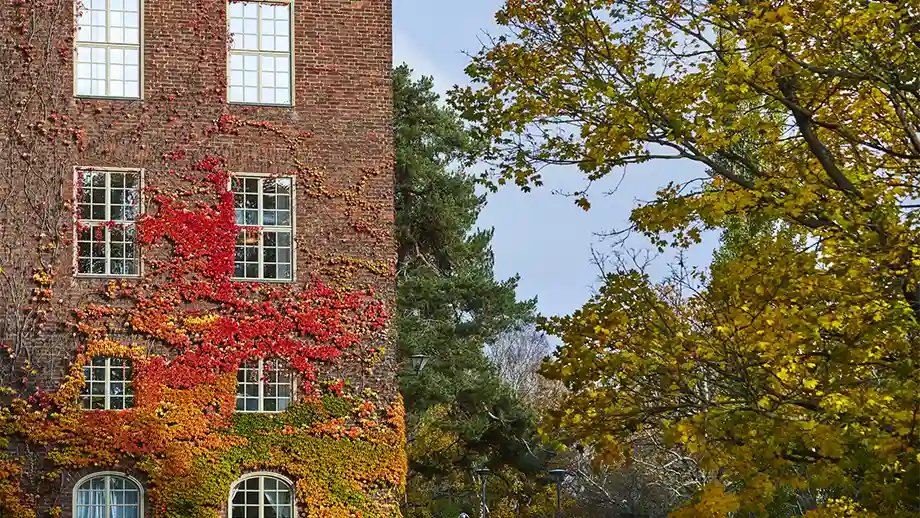 Facade covered in fall colored ivy. 