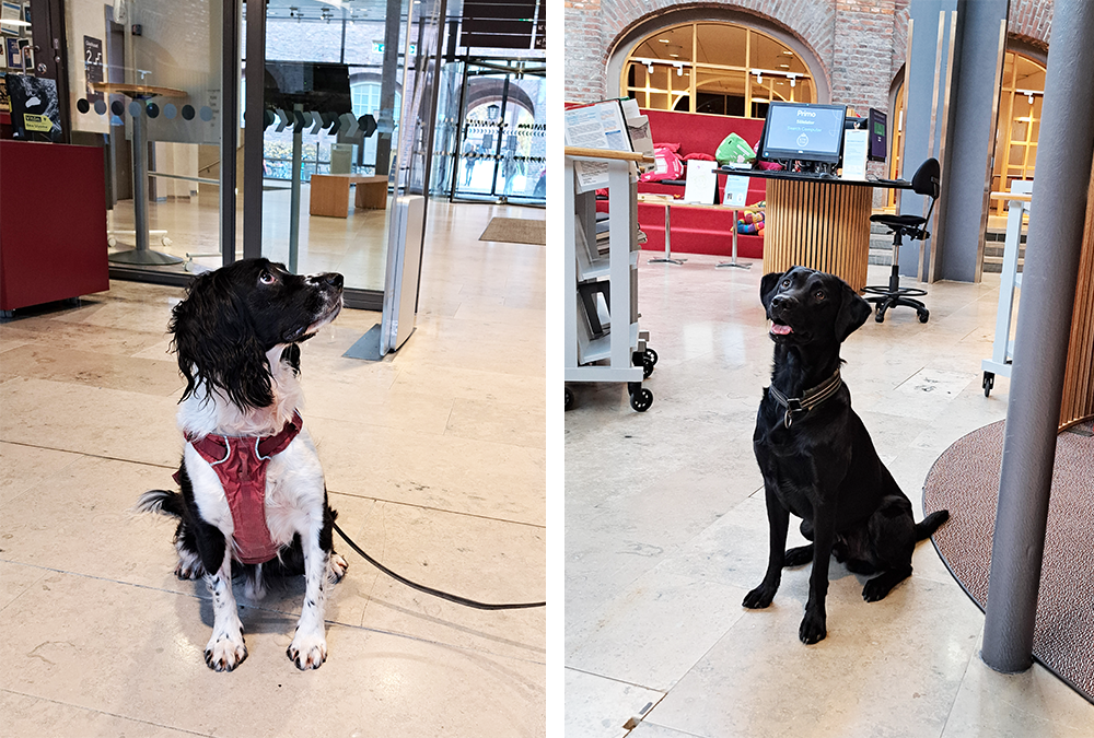 Two of Anticimex dogs