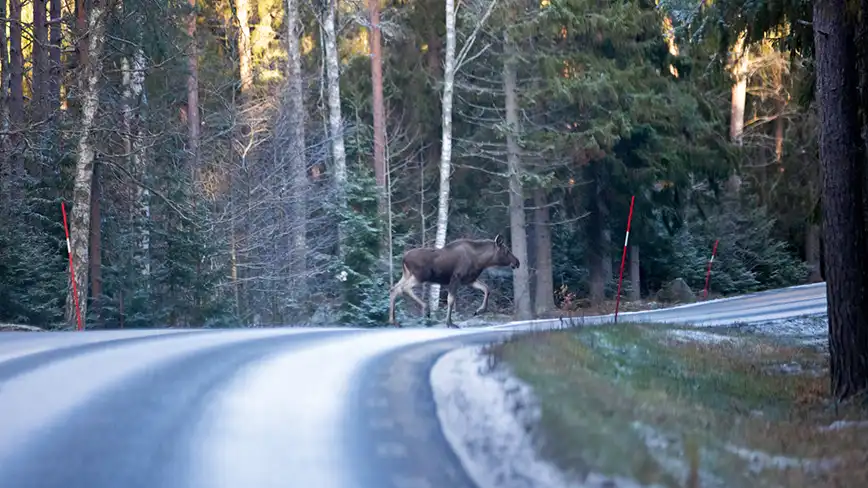 En älg går över en väg. Foto: Mostphotos