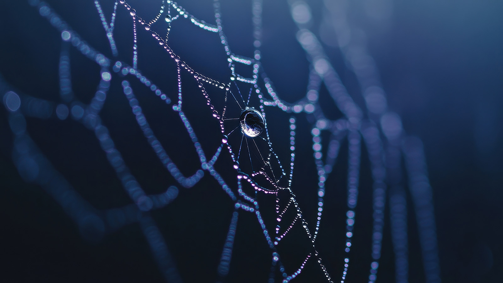 Spider web -&nbsp;AI-generated