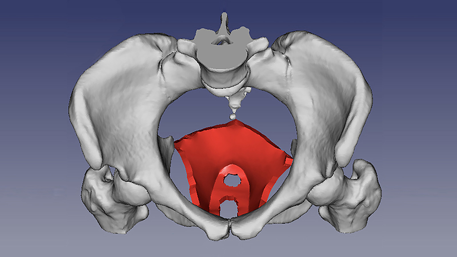 Female Pelvic Floor Muscles. 