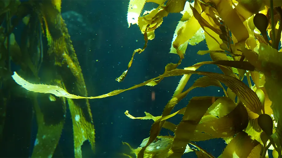 Light rays filter though a giant kelp forest.