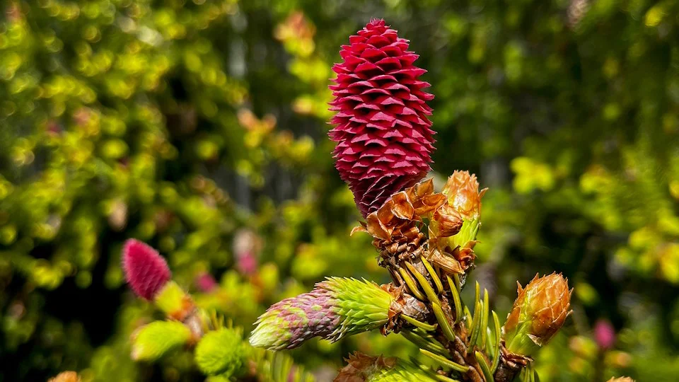 A cone on a spruce tree