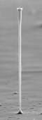 200 micron high pillar fabricated by electrochemical etching